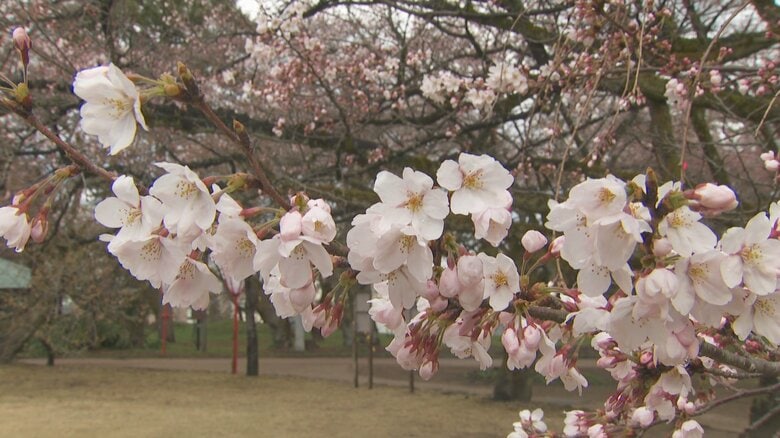 高岡古城公園（31日）