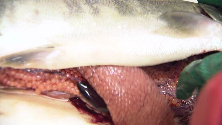 サケの中には筋子がたっぷり