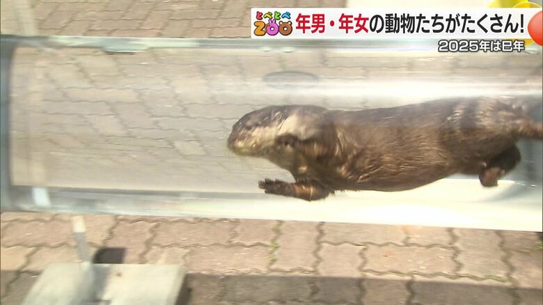 コツメカワウソのラスク