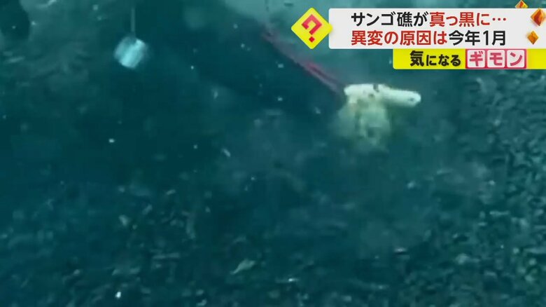 ダイバーが手で掘る（ダイビングスクール あつまる）