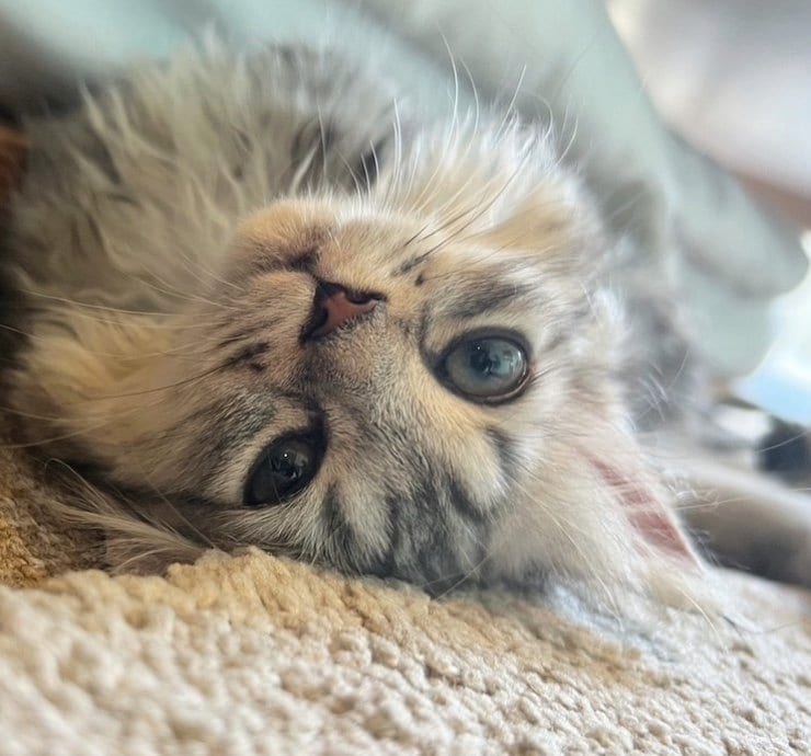 提供：チワックスの諭吉くん。さん