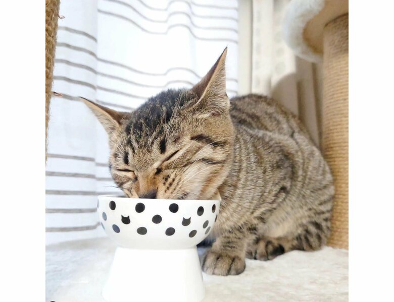 提供：アメチカンのもなさん