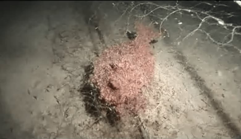 漁師らの要請でダイバーが潜ると魚に群がるヨコエビを見つける