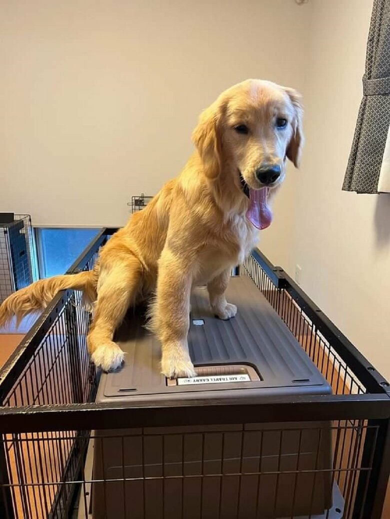 ケージから脱走しようとクレートの上にもよくのぼる