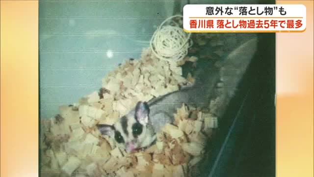 路上に「モモンガ」飼い主見つからず拾得者に…香川県警に届いた昨年１年間の落とし物の数が過去５年で最多