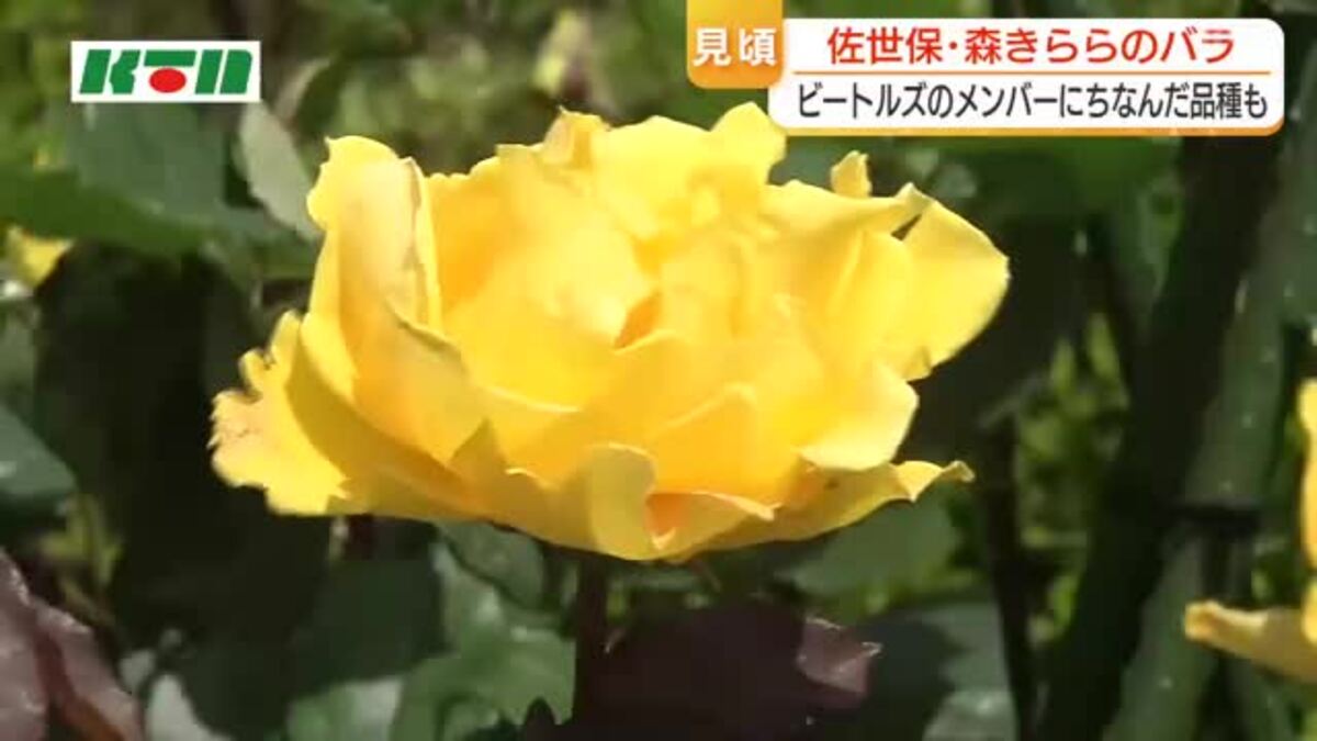 250種類900株のバラが咲き誇る「春のローズフェスティバル」有名人に