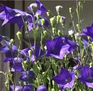 「キキョウの寺」に約800株が咲き誇る　住職が23年かけて植え続けた青紫や白、ピンクの花が見ごろに　暑さで例年より早く開花　兵庫・香美町