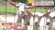 愛媛で唯一！ヤギがメインの内子の牧場　今春３６匹誕生　初夏は過ごしやすくエサ豊富　ミルク旬に【愛媛】