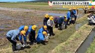 31日にいよいよ放鳥…トキが生息しやすい環境整備のためドジョウを放流 羽咋市内の小学生が大切に育てる
