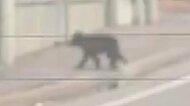 【動画に記録】「目の前を横切るクマが」道路をキョロキョロしながら横断―付近にコンビニや住宅＿“体長約1.5メートル”のヒグマが人里に＜北海道歌志内市＞