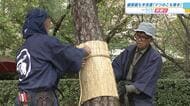 縮景園で晩秋告げる「マツのこも巻き」　３７０本のマツに藁を巻き冬支度　習性を利用し害虫駆除も　広島