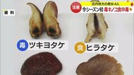 毒キノコ「ツキヨタケ」による食中毒　約1時間後から吐き気などの症状が…採らない・食べない・譲らない【山形発】