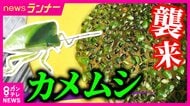 平年の“約29倍”発生の場所も…カメムシが大量発生　エサとなるスギやヒノキの実が少ないことが原因か　収穫直前の柿やミカンが被害に