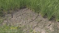 「雨ごい祭りでもしなくちゃ」コメ農家が水不足で悲鳴　記録的な少雨、7月降水量は8ミリ　土は白く乾き、亀裂が…イネが黄色く変色　市も危機感、対策に乗り出す