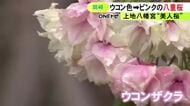 淡い黄緑からピンクへ…咲き進むにつれて徐々に花の色を変える『美人桜』が見頃 愛知県岡崎市の上地八幡宮