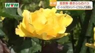 250種類900株のバラが咲き誇る「春のローズフェスティバル」有名人にちなんだ名前も　森きららで5月17日まで