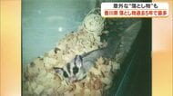 路上に「モモンガ」飼い主見つからず拾得者に…香川県警に届いた昨年１年間の落とし物の数が過去５年で最多