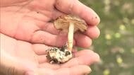 国内でも珍しいブンゴツボマツタケ　美郷町で今年も確認