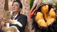 「マサル」と「ウニ」をめぐる秘話【リアル首相動静】