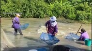 洪水発生のタイ しかし...氾濫の川でもたくましく