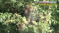 住宅街の土手や屋根の上でくつろぐ姿も サルが出現し被害を受けた家族も<福島県・須賀川市>