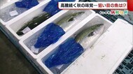 〈にいがた新鮮組〉サンマやサケ高騰続く秋の味覚… 狙い目は冬の味覚“ブリ”!?