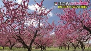 【桃源郷】300本のハナモモが見頃に<開園は2年ぶり>