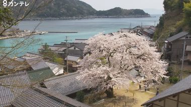 夜に照らし出される『舟屋の里』の一本桜…その秘められた想い【京都・伊根町】