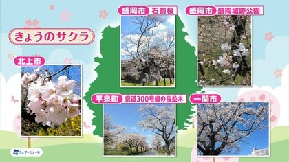 サクラ前線、盛岡にも到達　北上市では純白のミズバショウが彩り　岩手県
