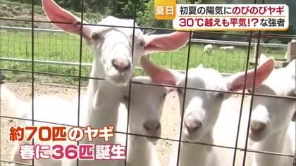 愛媛で唯一！ヤギがメインの内子の牧場　今春３６匹誕生　初夏は過ごしやすくエサ豊富　ミルク旬に【愛媛】