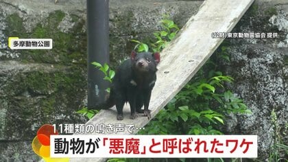 【タスマニアデビル】可愛い小動物でも「悪魔」と呼ばれる理由…11種類の鳴き声で相手を制す世界最大の肉食有袋類　東京・多摩動物公園