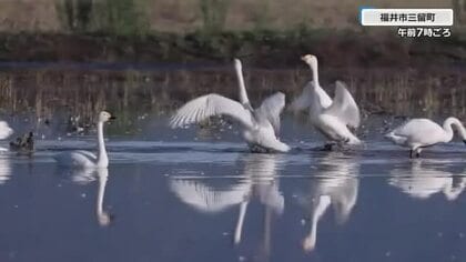コハクチョウが羽休め　農家が“餌場に”と田んぼに水張り続け毎年、飛来　福井市三留町