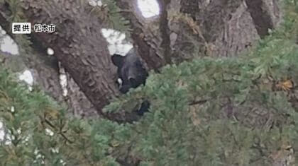 「クマが目の前にいるなんて」　人と鉢合わせる姿が防犯カメラに　「結構大きくて、太ってた」　その後公園の木の上に居座り麻酔銃で捕獲、駆除　体重70キロのオスの成獣　長野・松本市
