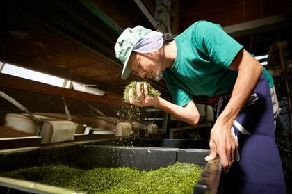 製茶業の廃業増、2025年は過去最多ペース　「抹茶ブーム」が逆風　原料茶葉の価格高騰が打撃、収益力の格差が拡大