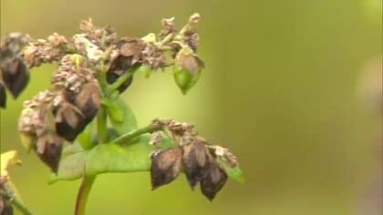 ２５トンの収穫見込む…真庭市蒜山地域でソバの実の収穫始まる　１１月には地元の店で新そば提供へ【岡山】