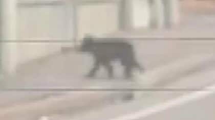 【動画に記録】「目の前を横切るクマが」道路をキョロキョロしながら横断―付近にコンビニや住宅＿“体長約1.5メートル”のヒグマが人里に＜北海道歌志内市＞