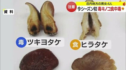 毒キノコ「ツキヨタケ」による食中毒 約1時間後から吐き気などの症状が…採ら