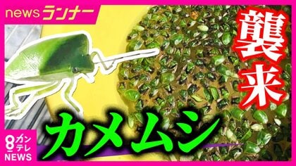 平年の“約29倍”発生の場所も…カメムシが大量発生　エサとなるスギやヒノキの実が少ないことが原因か　収穫直前の柿やミカンが被害に