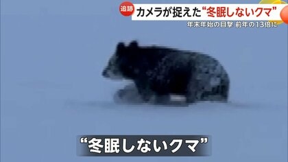 カメラが捉えた“冬眠しないクマ”年末年始の目撃件数も急増…市街地で冬眠？2～3月は街中への出没にも警戒