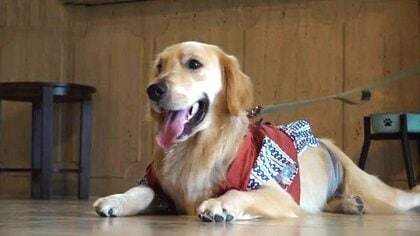 愛犬と泊まれる温泉宿の看板犬　1歳のゴールデンレトリバー音くん　屋内ドッグランを疾走！浴衣をおもちゃに大はしゃぎ
