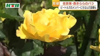 250種類900株のバラが咲き誇る「春のローズフェスティバル」有名人にちなんだ名前も　森きららで5月17日まで