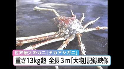 世界最大のカニと言われる「タカアシガニ」の大物！1987年の記録映像