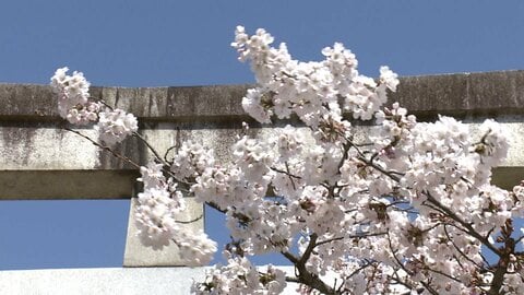 満開の桜　3日がラストチャンスか　週末は列島に“春の嵐”…“嵐”の前に駆け込み花見客の姿も