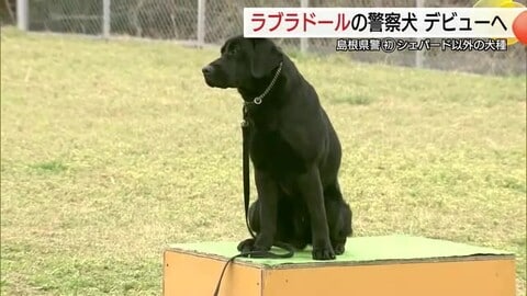 “ラブラドール・レトリーバー警察犬”誕生　先輩シェパードとタッグ組み警察活動に“嗅覚”発揮へ（島根）