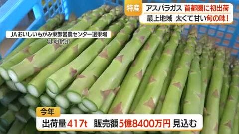太くて甘～い最上町のアスパラガス出荷最盛期　ひょう・霜・強風乗り越え417トン出荷見込む　山形
