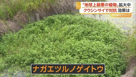 地球上最悪の侵略的植物「ナガエツルノゲイトウ」が大量繁殖　驚異的な繁殖力と生命力　“空芯菜”で対抗できるか