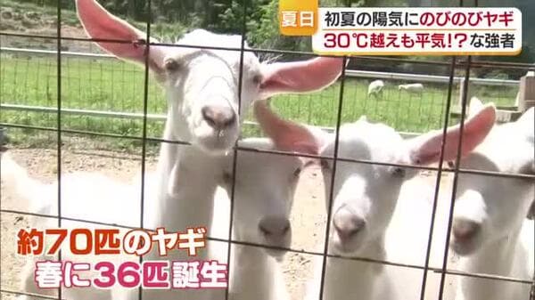 ヤギの牧場で初夏を楽しむ
