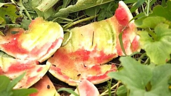 【ヒグマ速報】「何もないんだよ…小さいモノもみんな食べられた」スイカ約35個が皮だけ残しペロリと平らげられる…歯型クッキリ・足跡クッキリ＿現場近くで体長約1.5mのクマ目撃〈北海道江差町〉