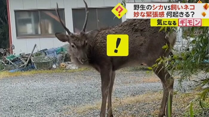 シカが飼いネコに気づく(FNN投稿サイト「ビデオPost」)
