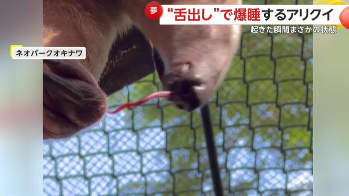 手にくっついてしまった舌(映像提供:ネオパークオキナワ)